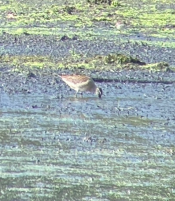 Short-billed Dowitcher - ML622095131