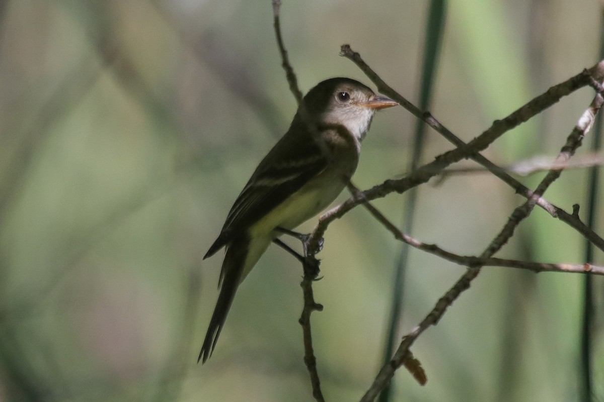 Dusky Flycatcher - ML622095142