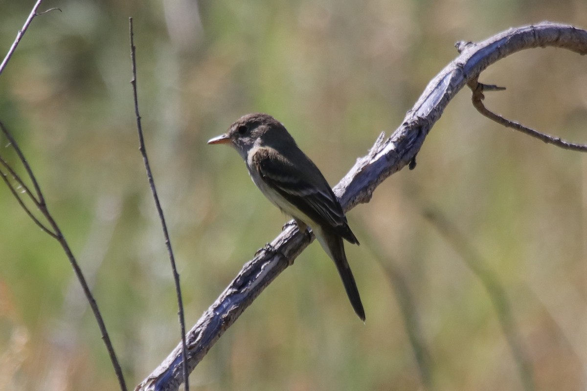 Dusky Flycatcher - ML622095143