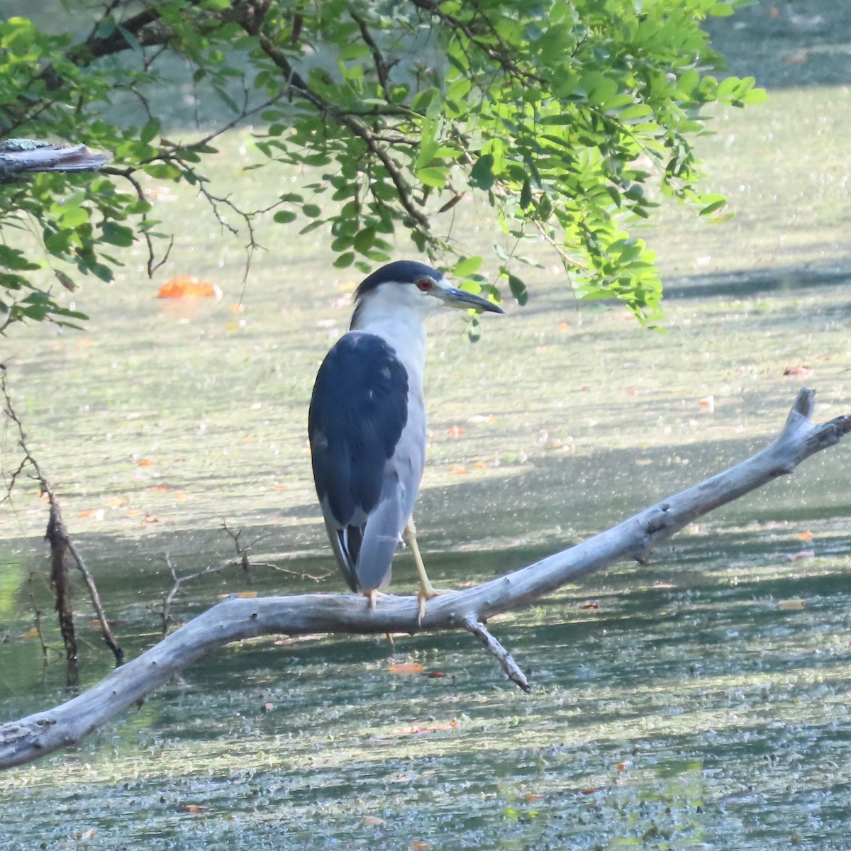 Black-crowned Night Heron - ML622095160