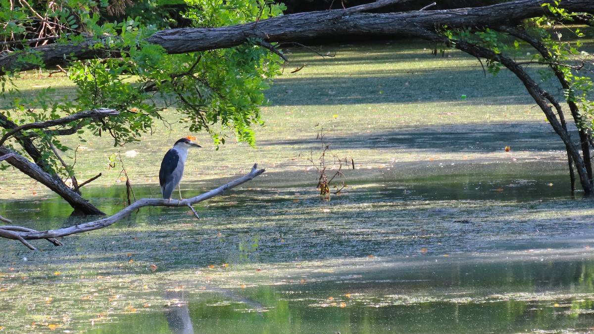 Black-crowned Night Heron - ML622095162