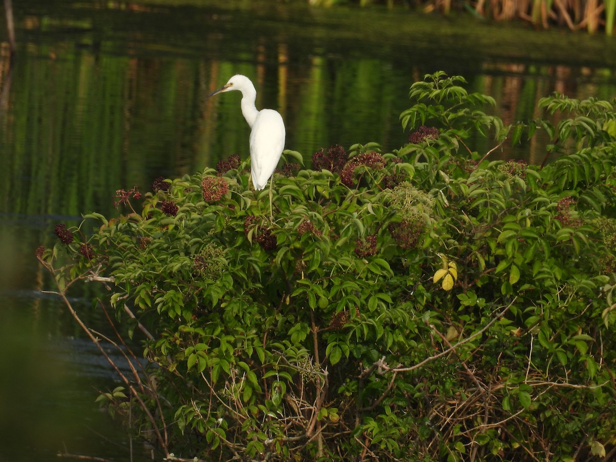 Snowy Egret - Carolyn Longworth