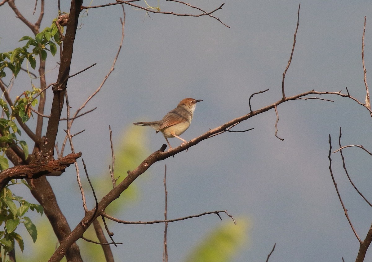 Singing Cisticola - Neil Osborne