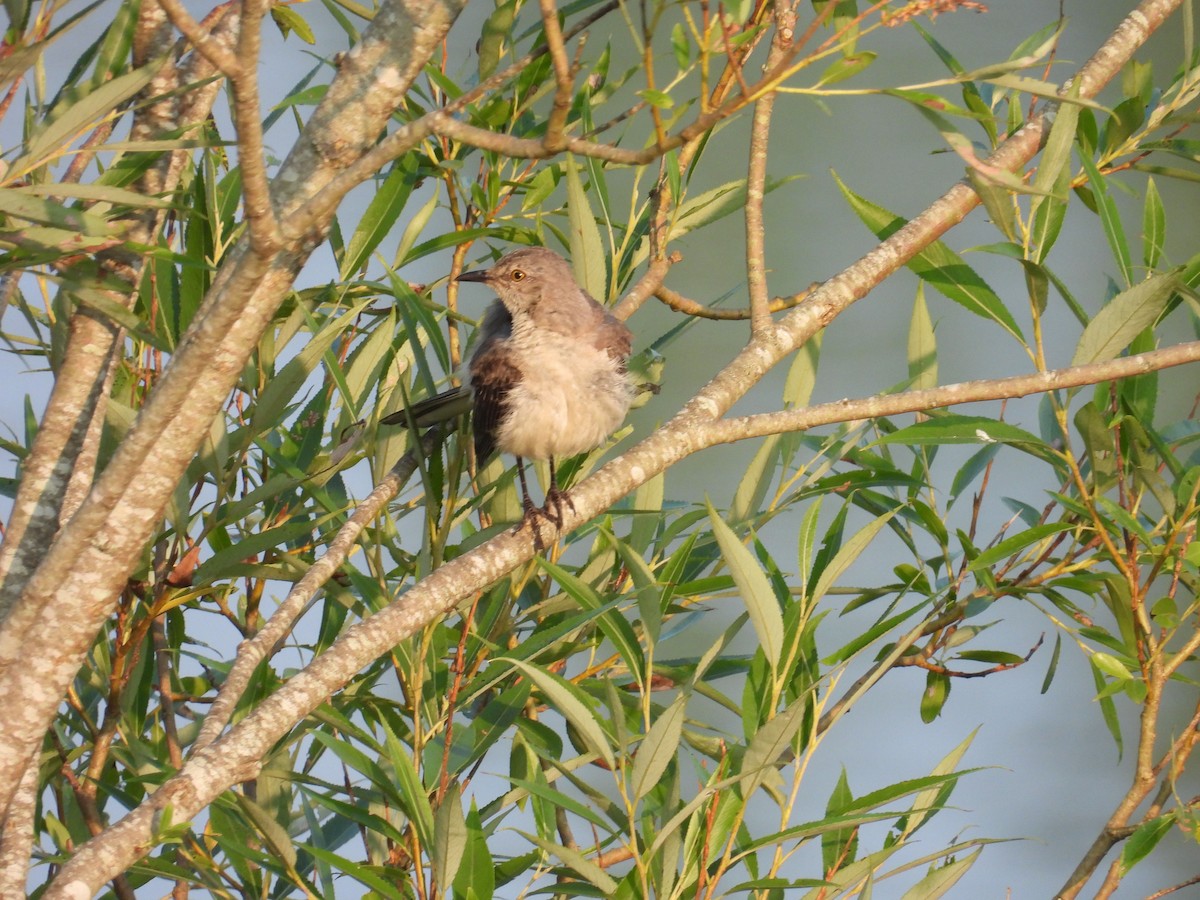 Northern Mockingbird - ML622095193