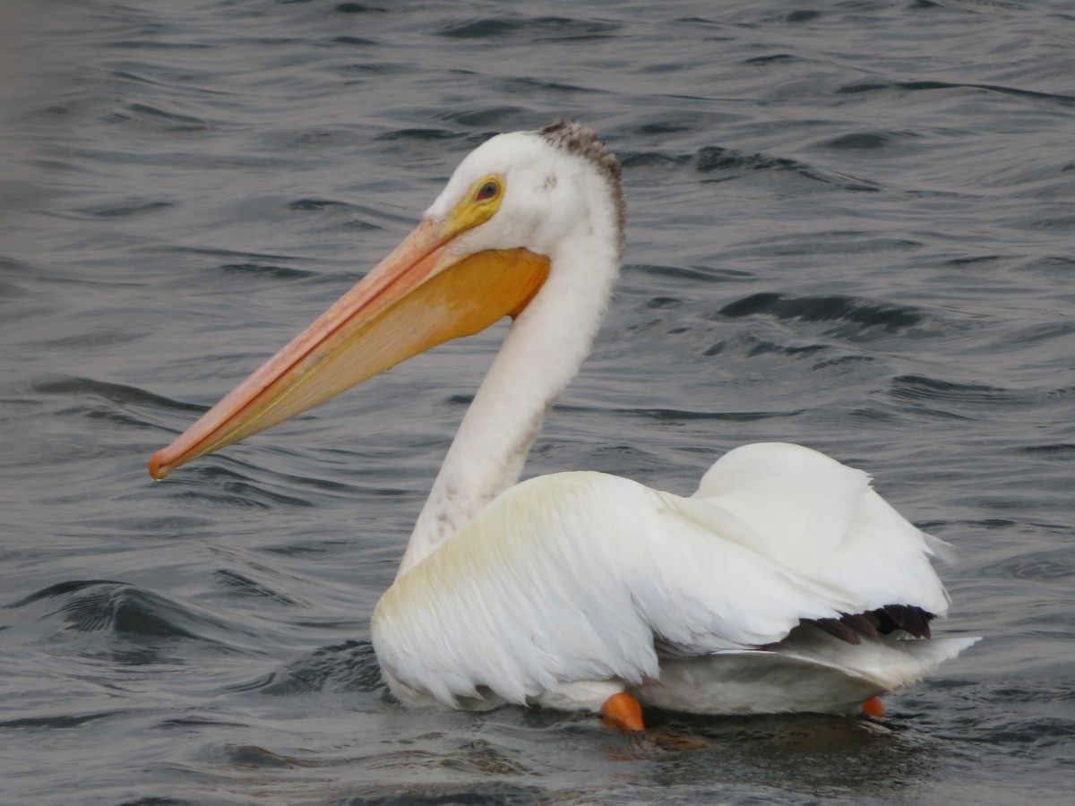 American White Pelican - Aidan Sinha