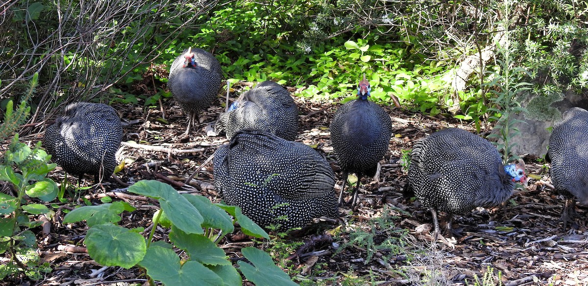 Helmeted Guineafowl - Carmen Álvarez Montalbán