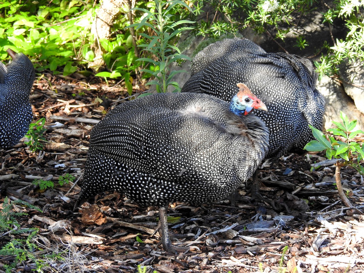 ホロホロチョウ - ML622095204