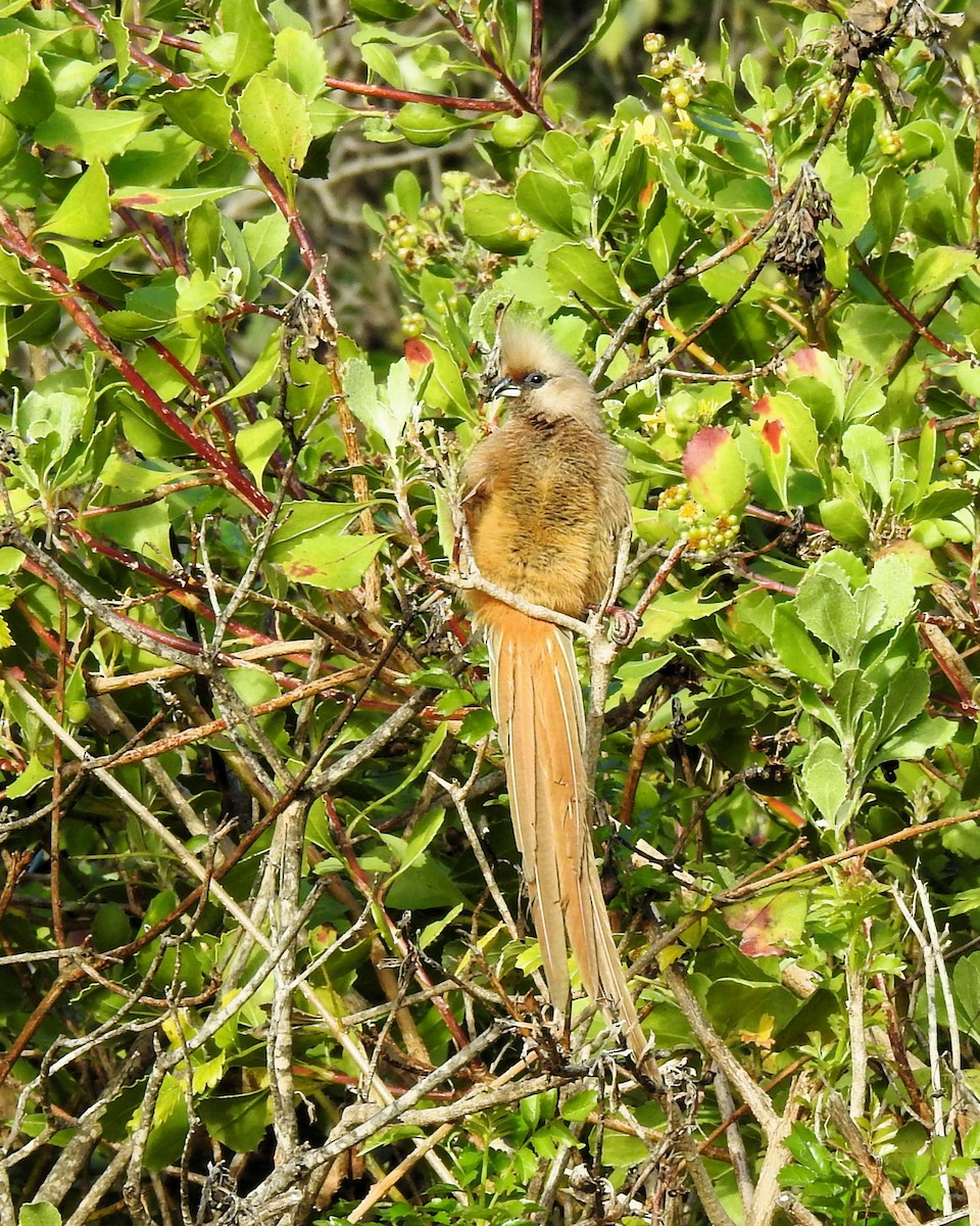 Speckled Mousebird - ML622095248