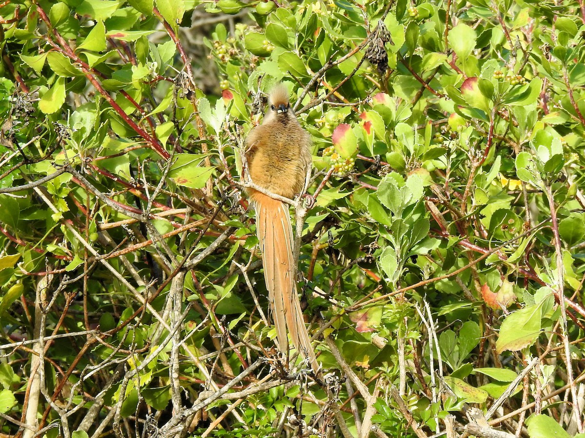 Speckled Mousebird - ML622095250