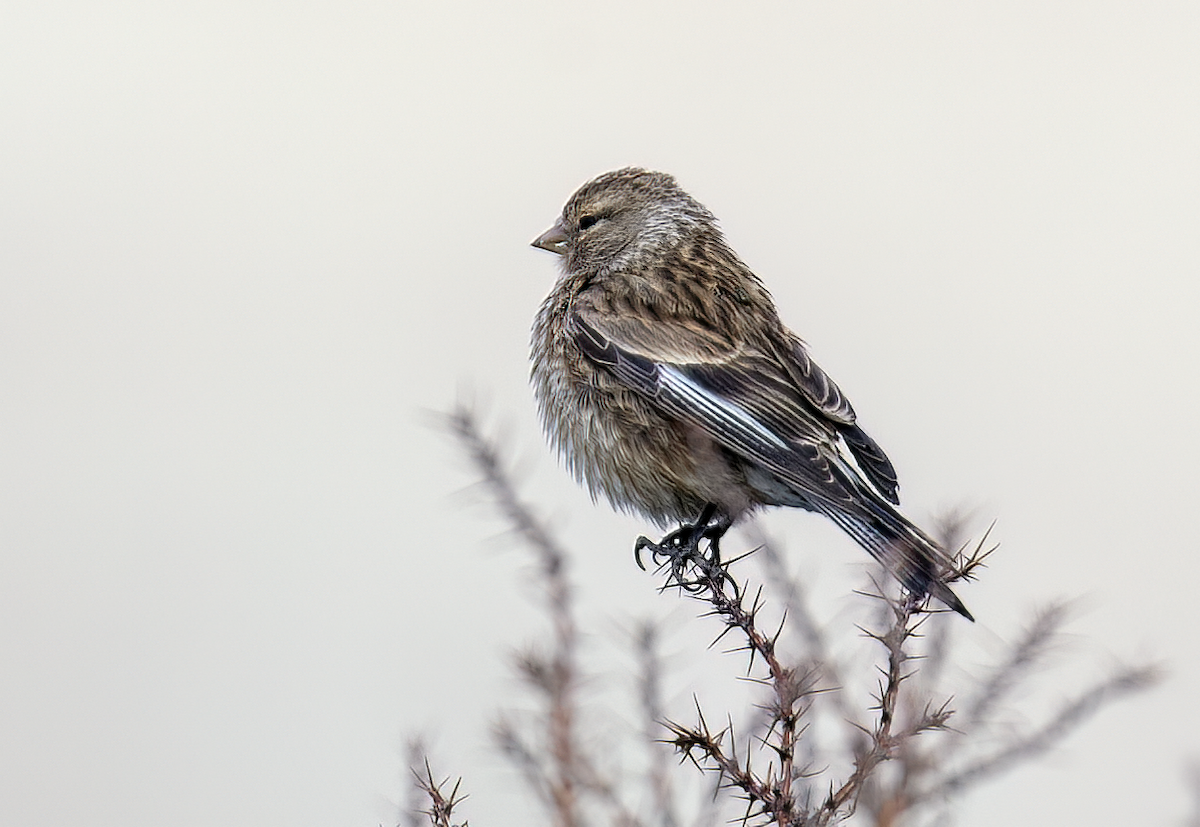 Twite - ML622095251