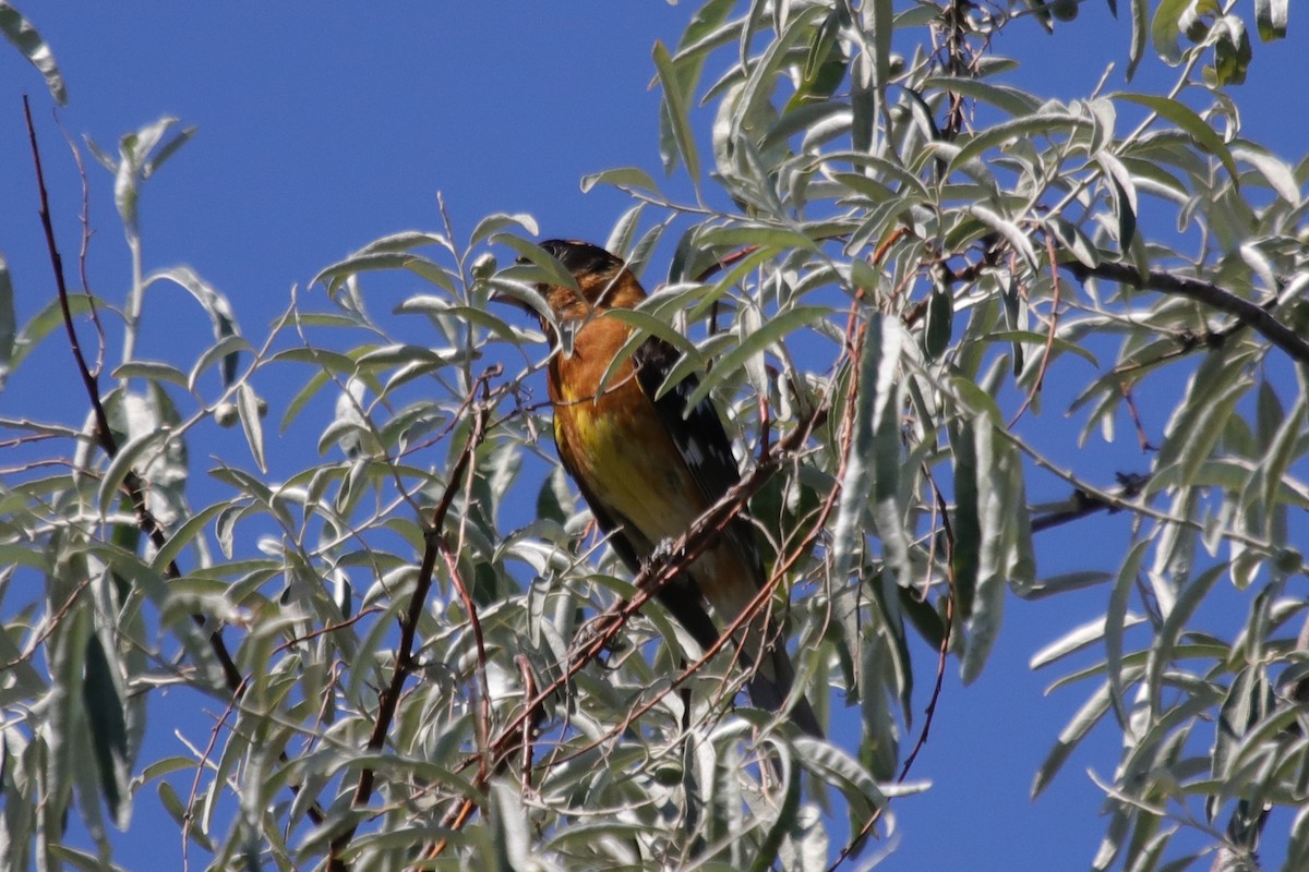 Black-headed Grosbeak - ML622095252