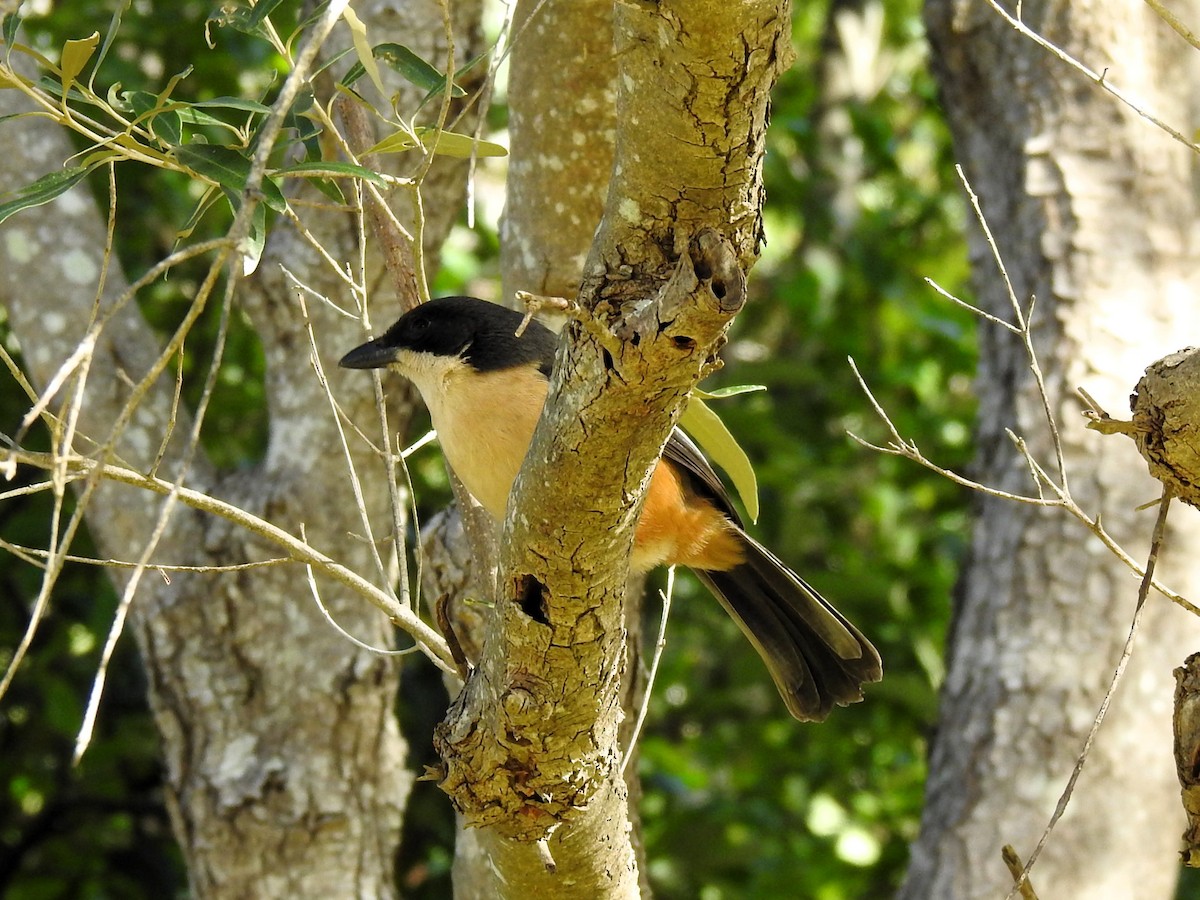 Southern Boubou - ML622095254