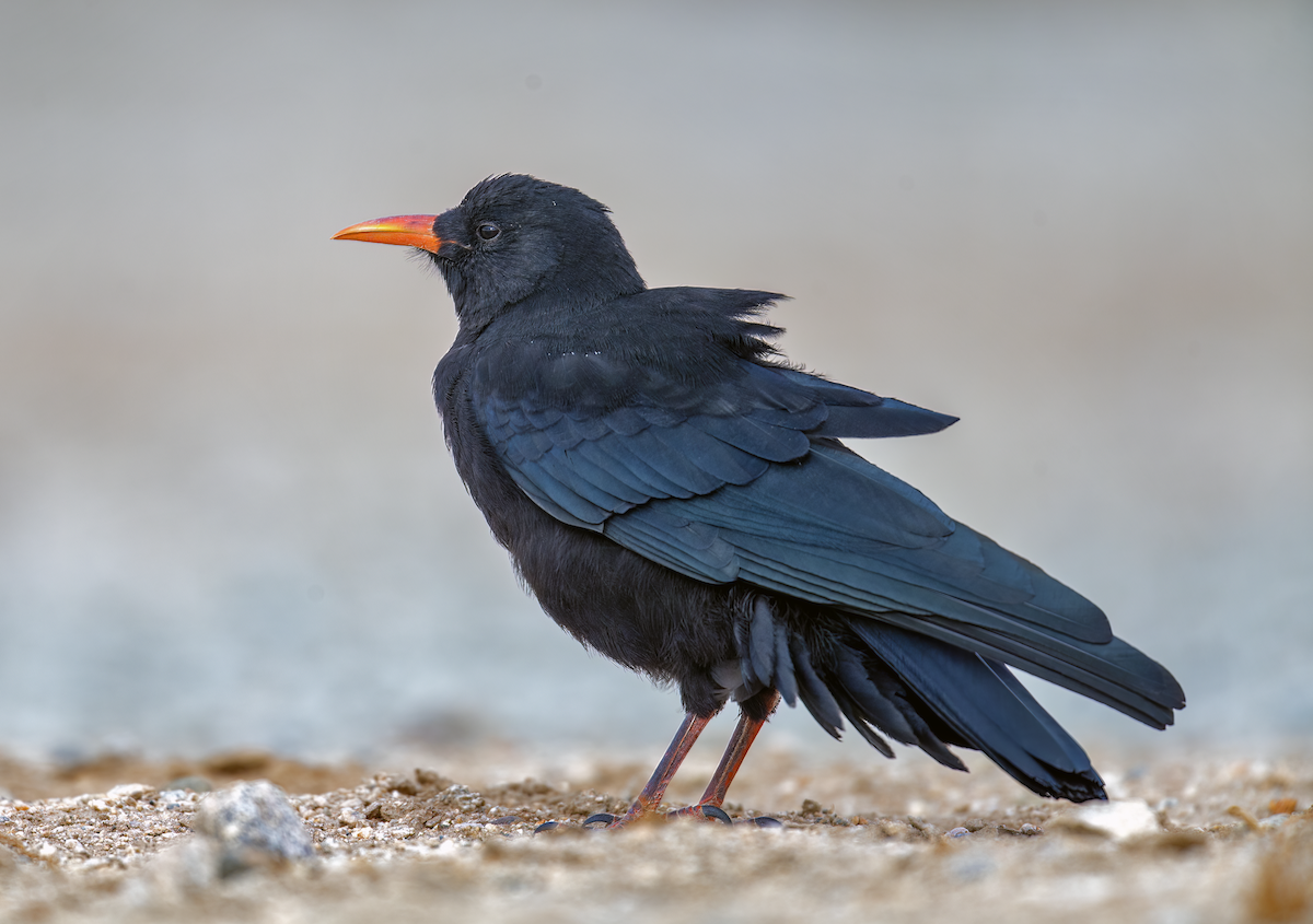 Red-billed Chough - ML622095255