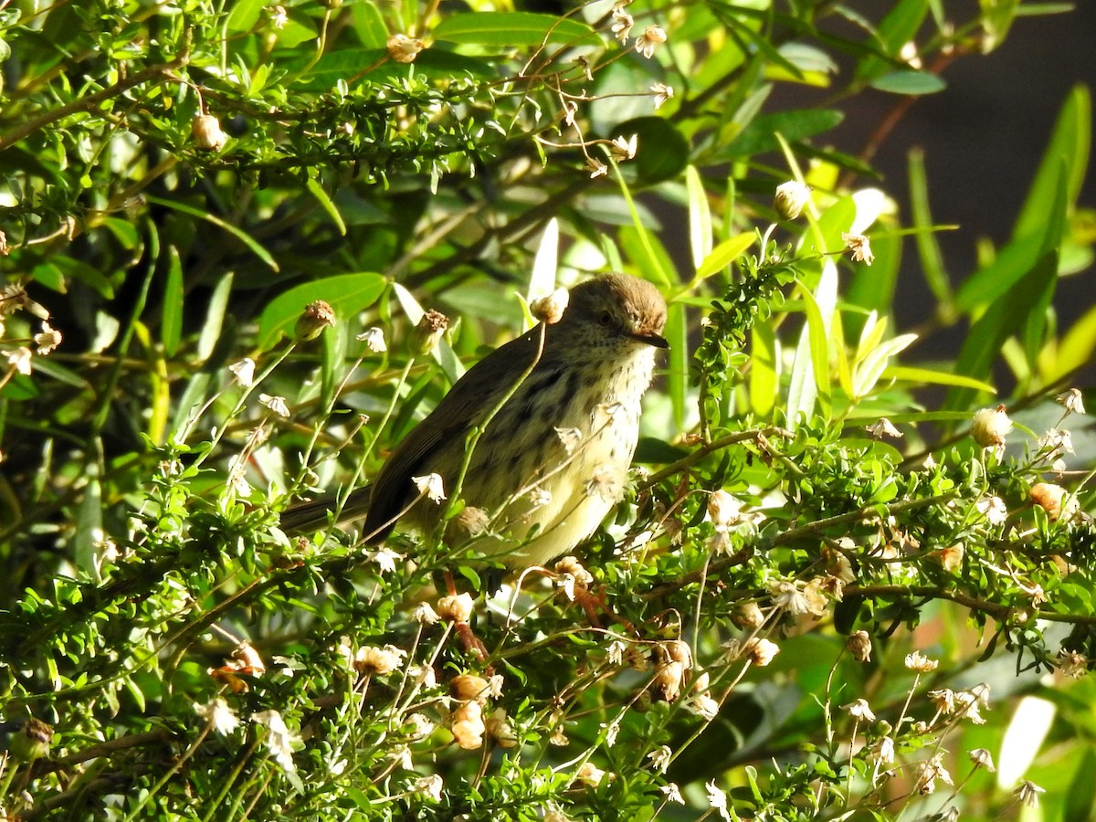 Karoo Prinia - ML622095267