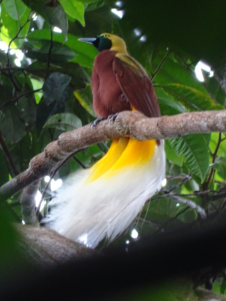 Lesser Bird-of-Paradise - Radek Nesvačil