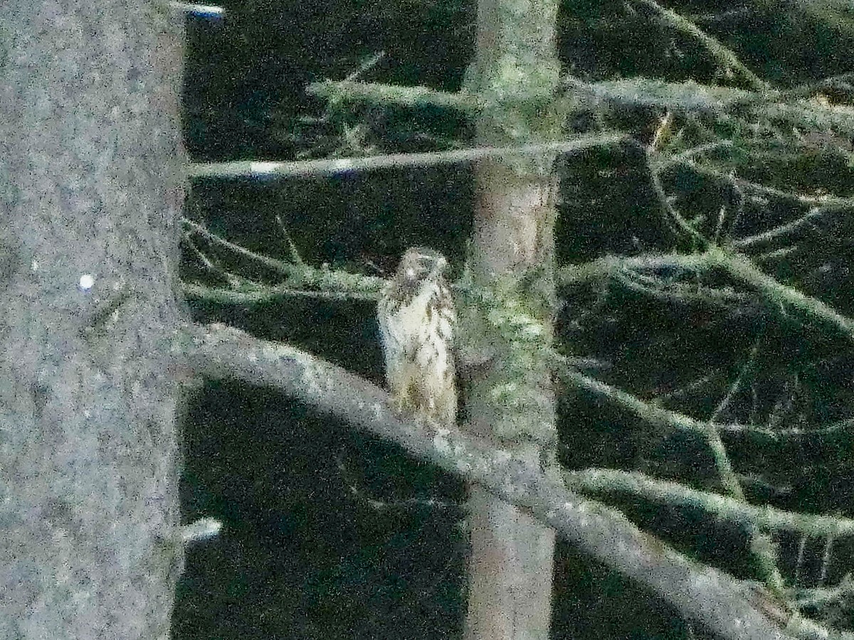 Broad-winged Hawk - ML622095273