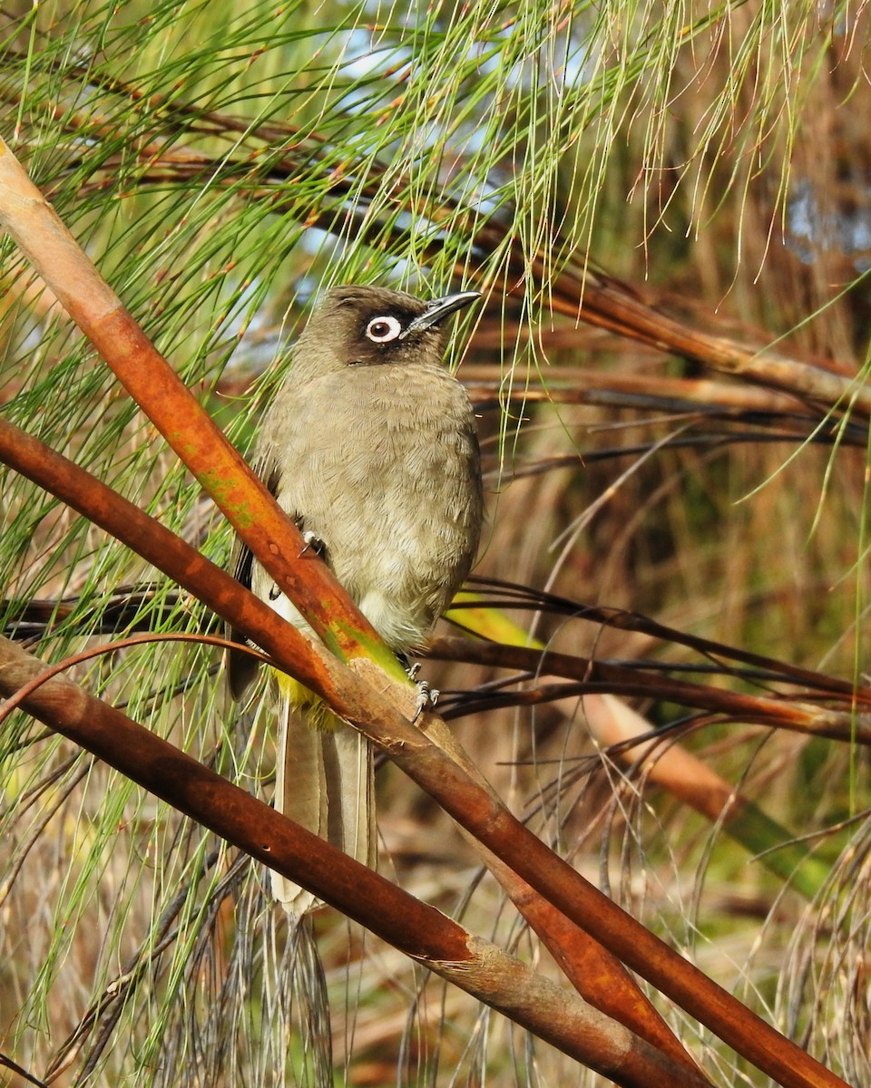 Cape Bulbul - ML622095277