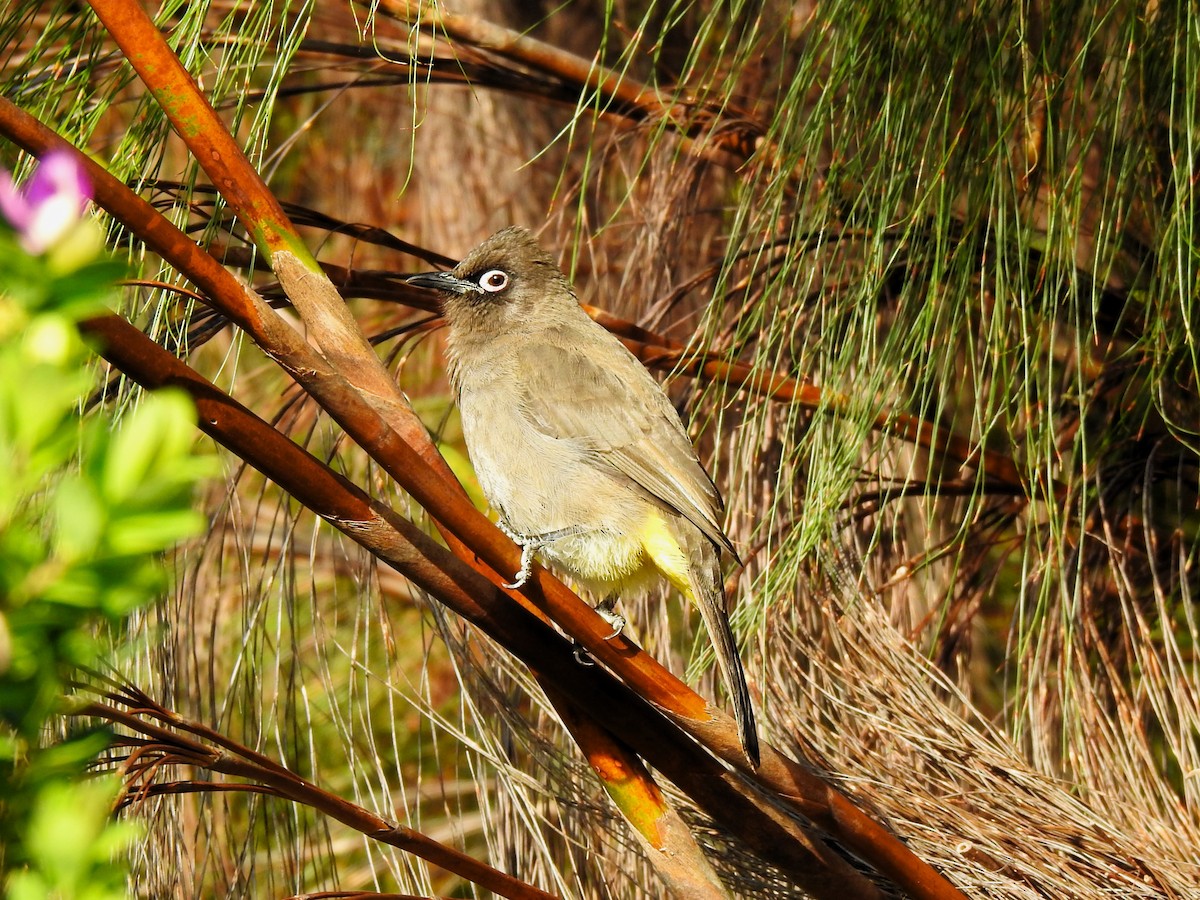 Cape Bulbul - ML622095278