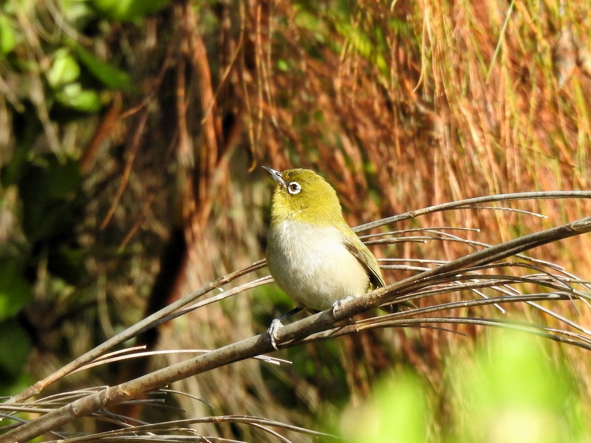 Cape White-eye - ML622095280