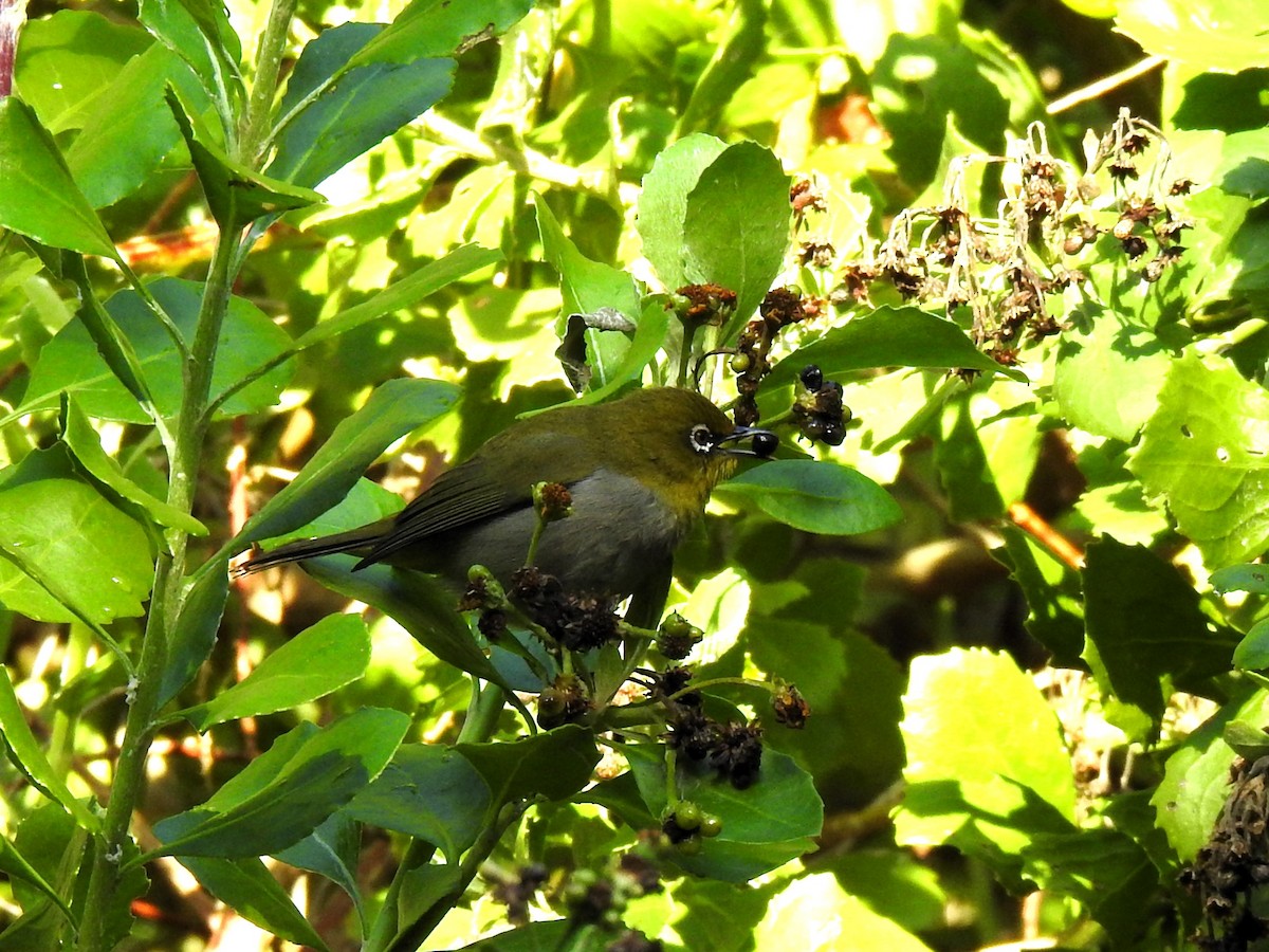 Cape White-eye - ML622095281