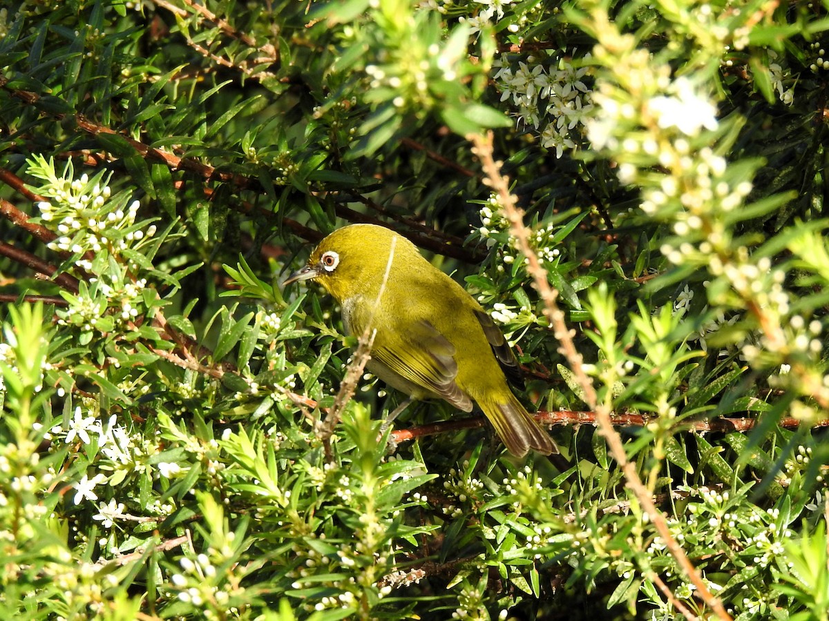 Cape White-eye - ML622095282