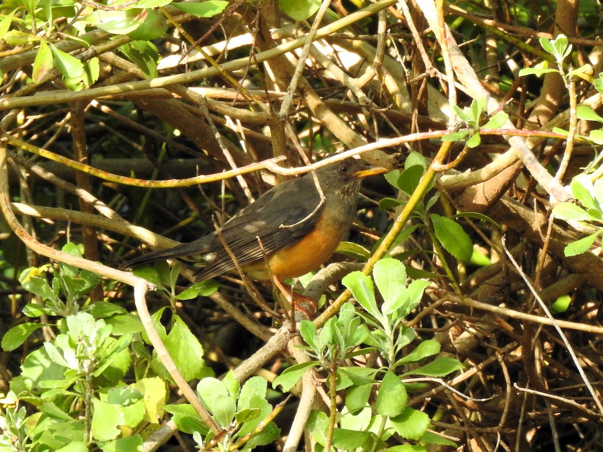 Olive Thrush - ML622095286