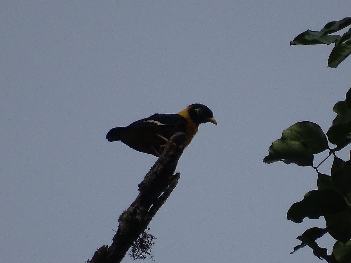 Golden Myna - ML622095287