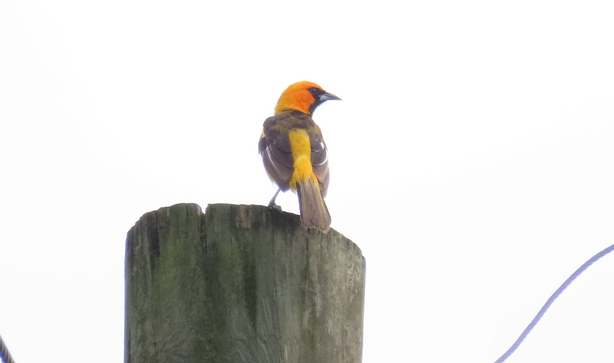 Spot-breasted Oriole - Oliver  Komar