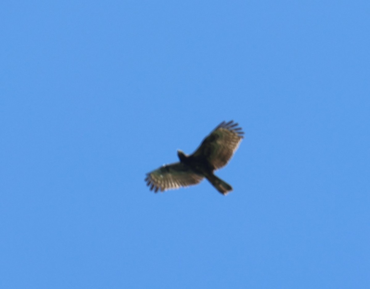 Oriental Honey-buzzard - Chengheng Hu