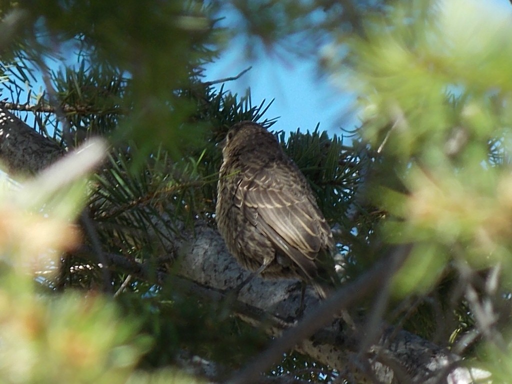 tanımsız Passeriformes sp. - ML622095334