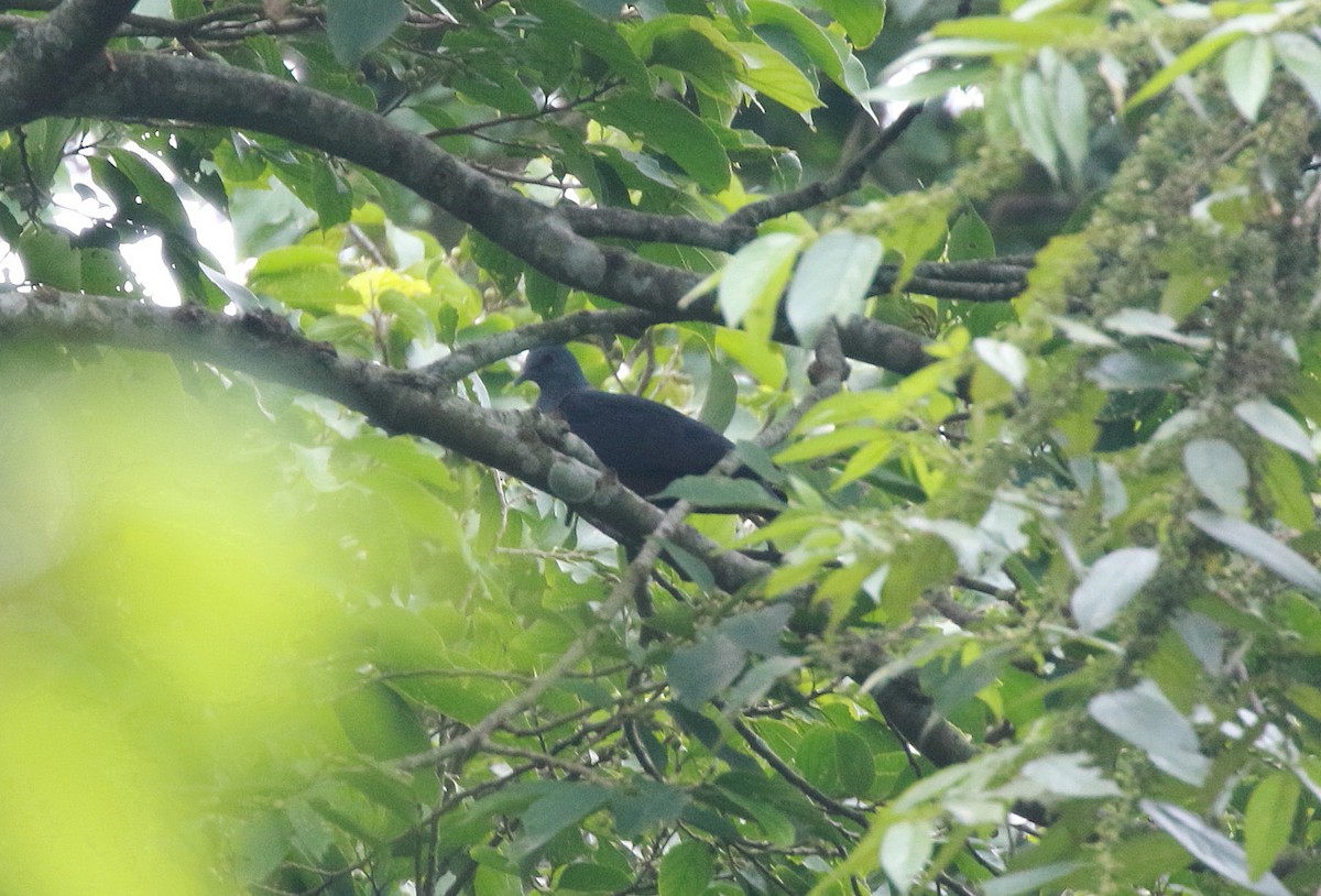 Western Bronze-naped Pigeon - ML622095446