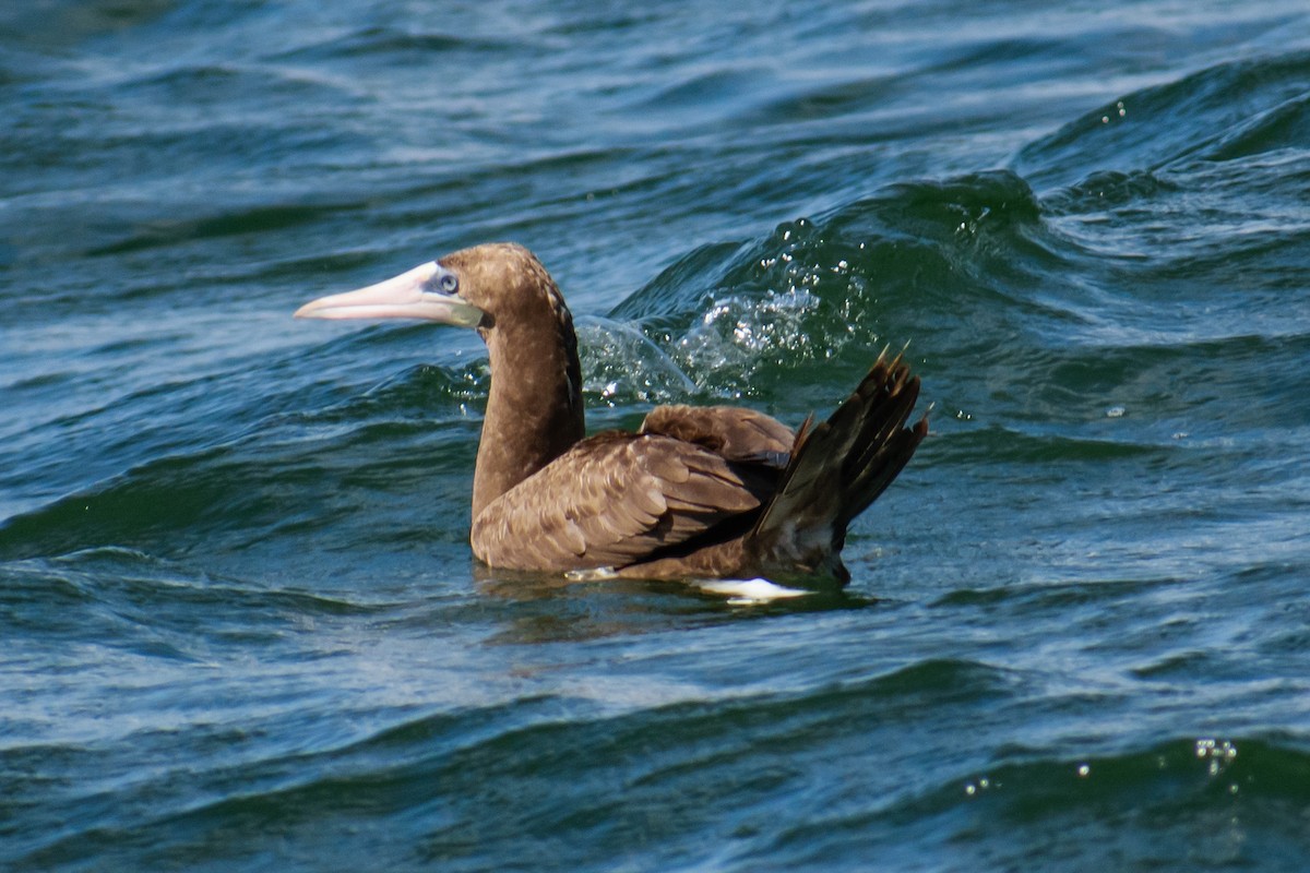 Brown Booby - ML622095456