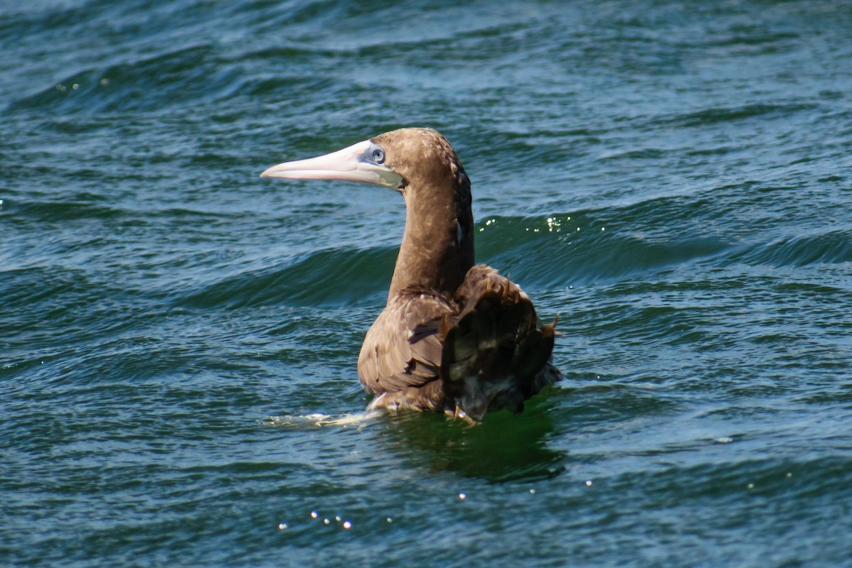 Brown Booby - ML622095457