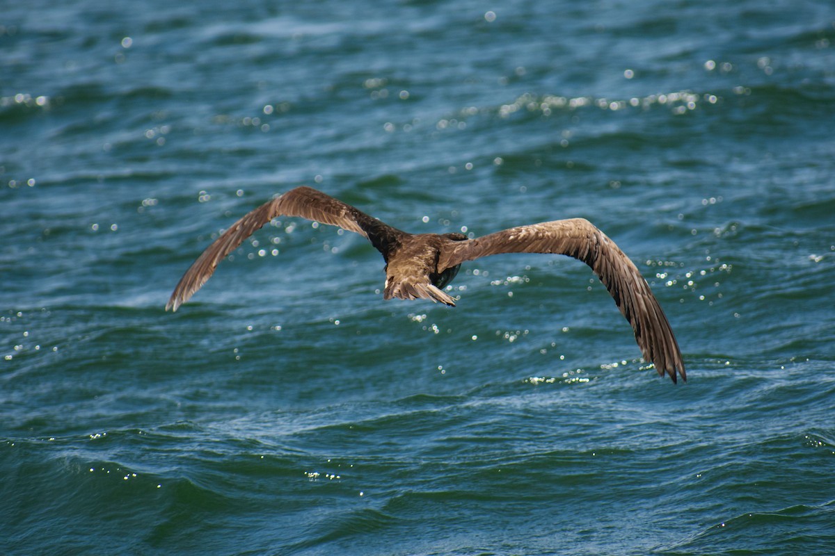 Brown Booby - ML622095458