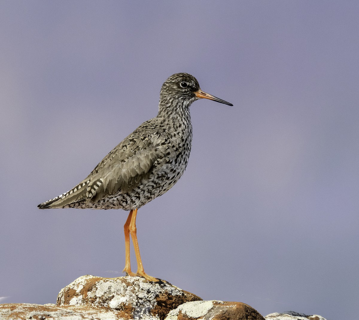 Common Redshank - ML622095472