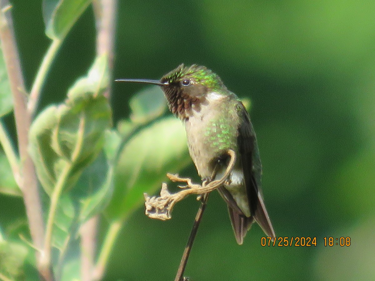 Ruby-throated Hummingbird - ML622095490