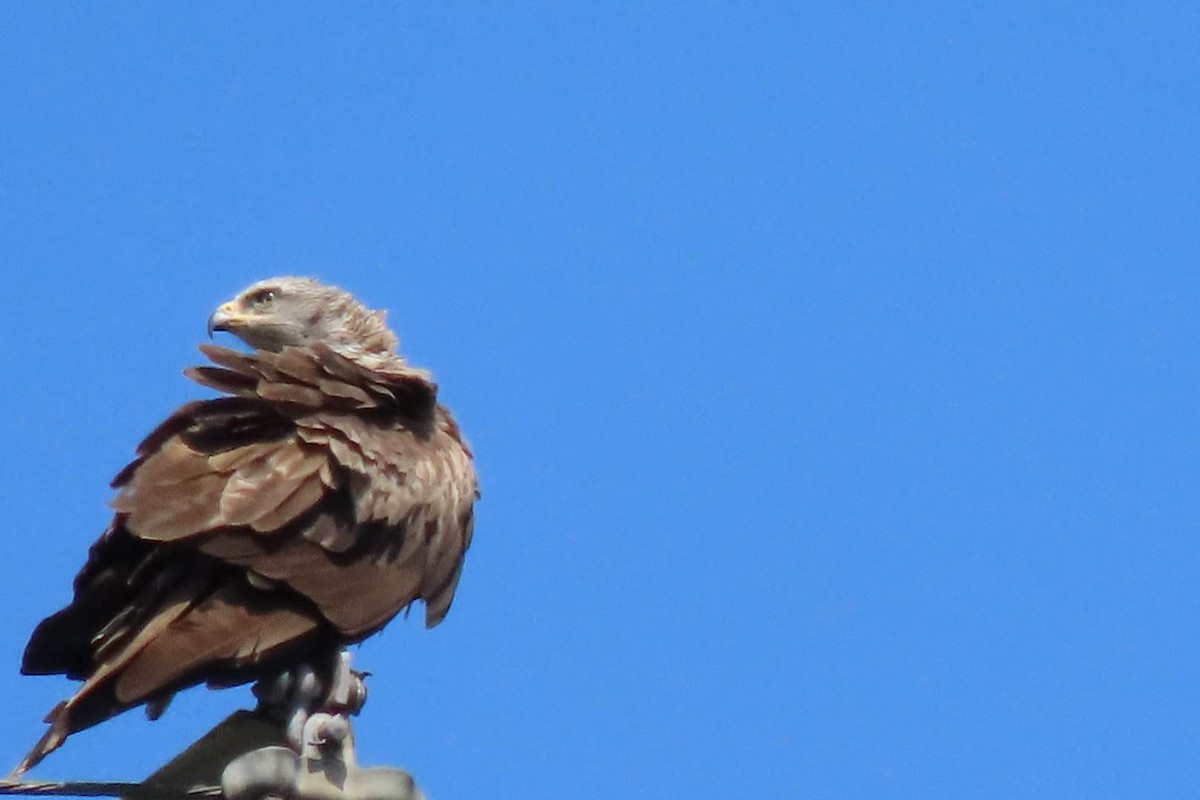 黑鳶 - ML622095493