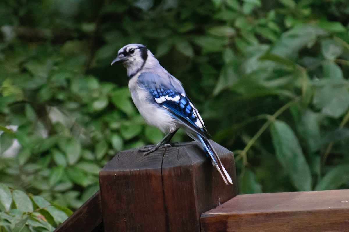 Blue Jay - ML622095494