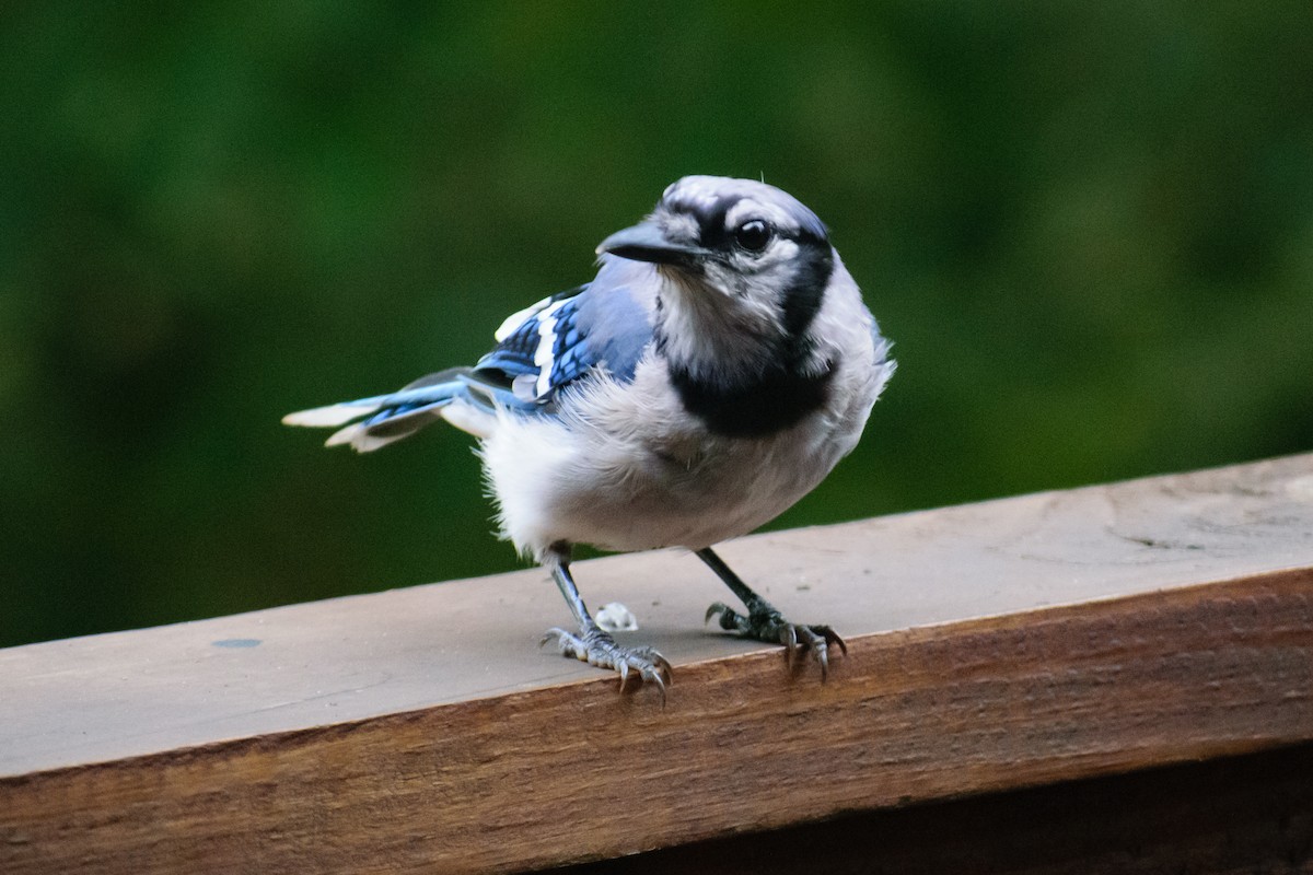 Blue Jay - ML622095495