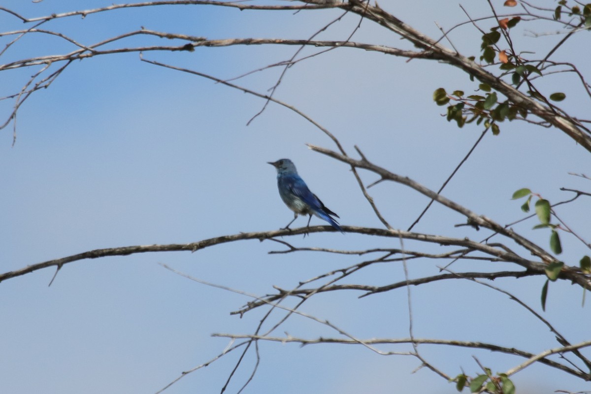 Mountain Bluebird - ML622095499