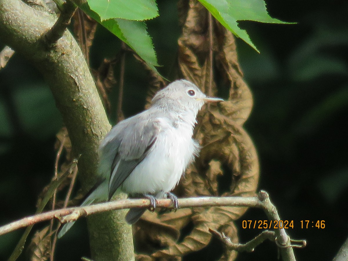 Blue-gray Gnatcatcher - ML622095501