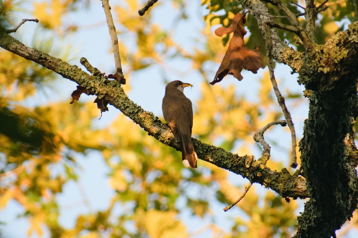 Yellow-billed Cuckoo - ML622095502