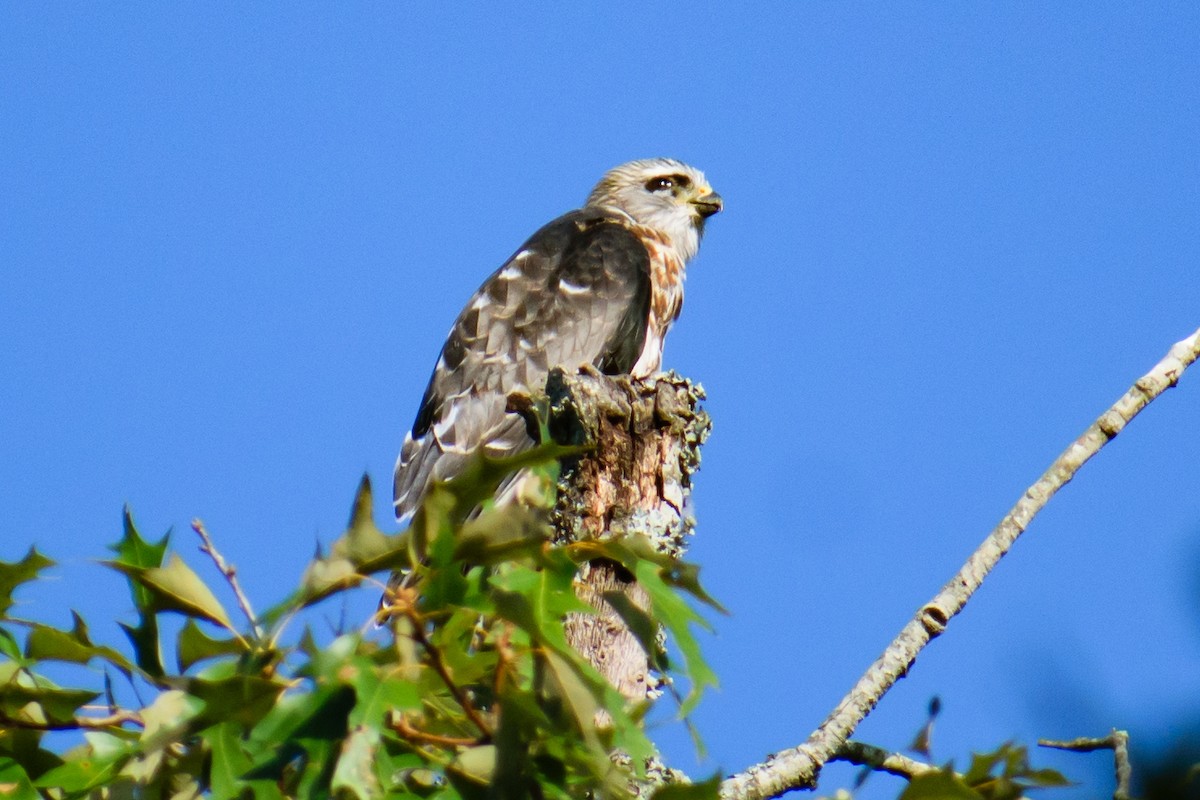 Mississippi Kite - ML622095503