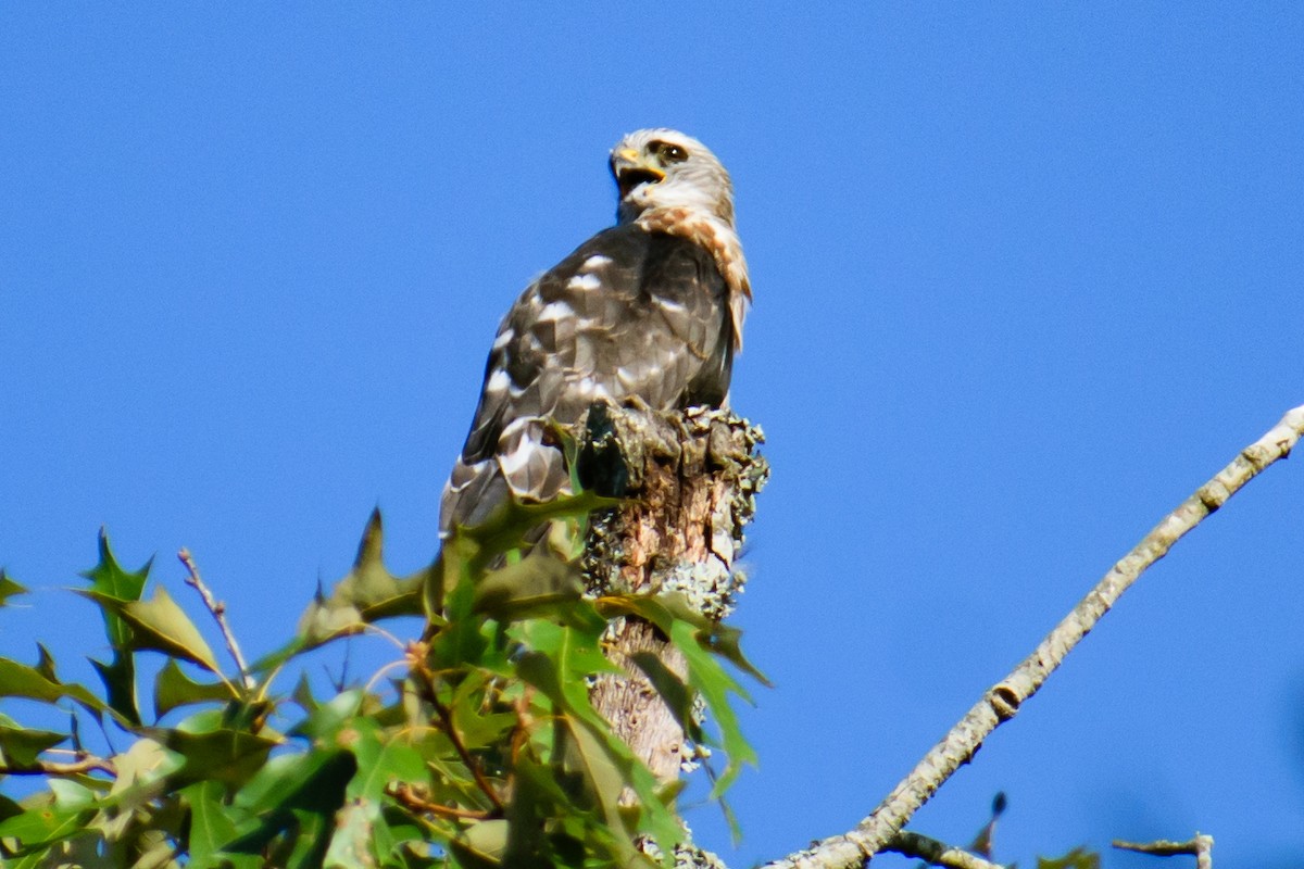 Mississippi Kite - ML622095504