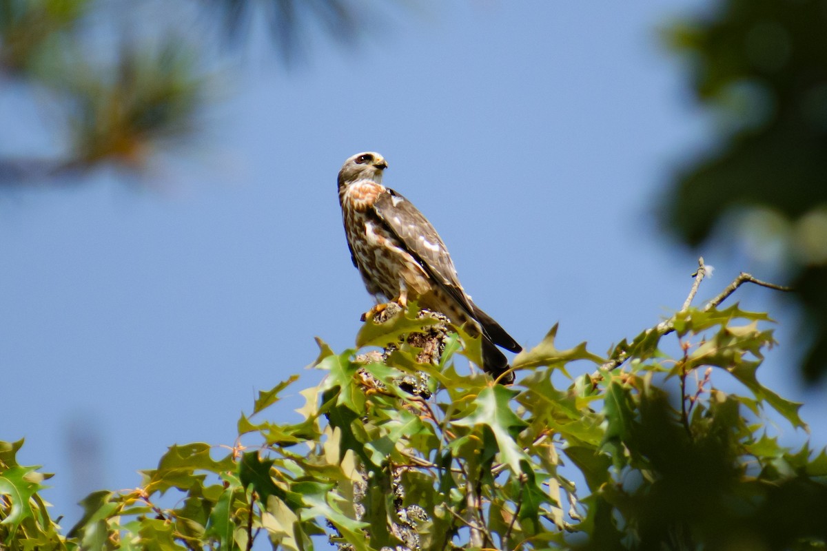 Mississippi Kite - ML622095505