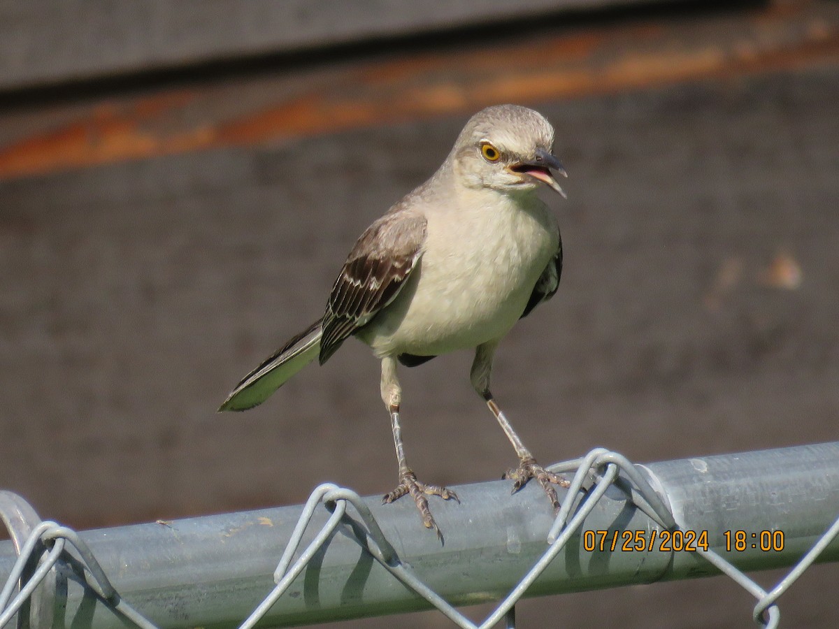 Northern Mockingbird - ML622095507