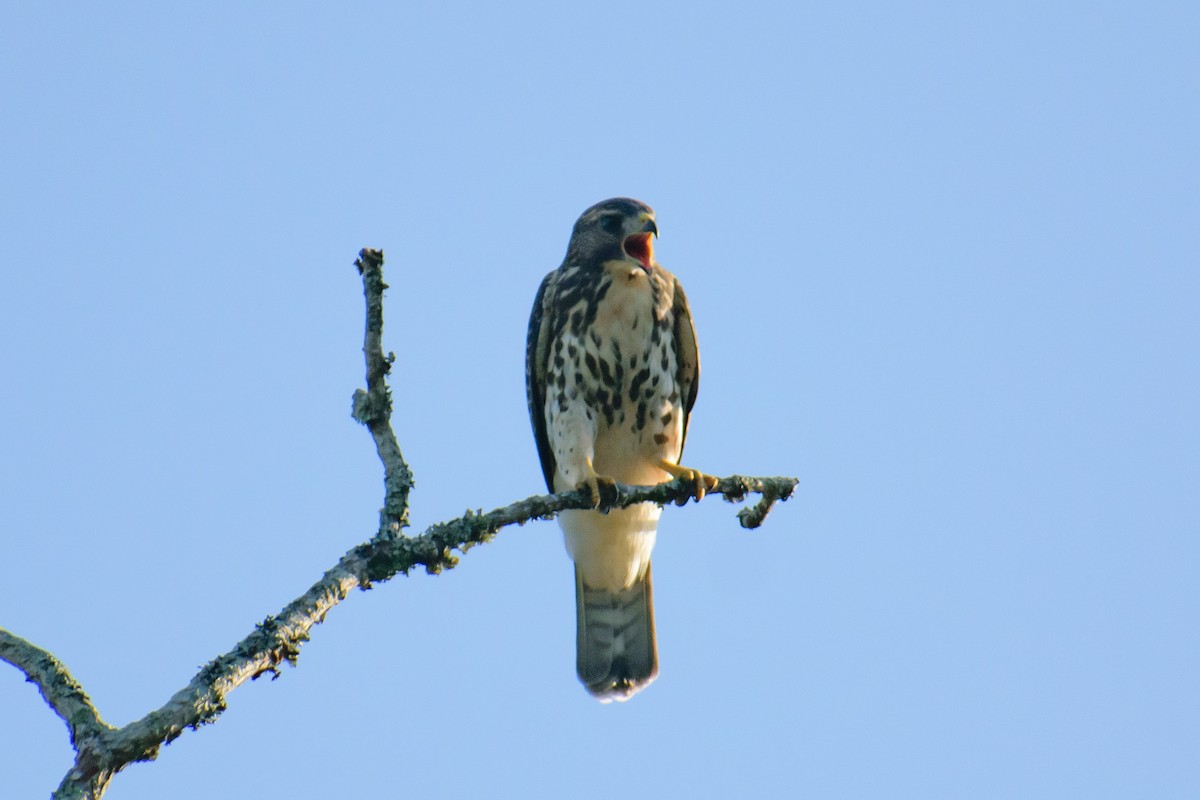 Broad-winged Hawk - ML622095508