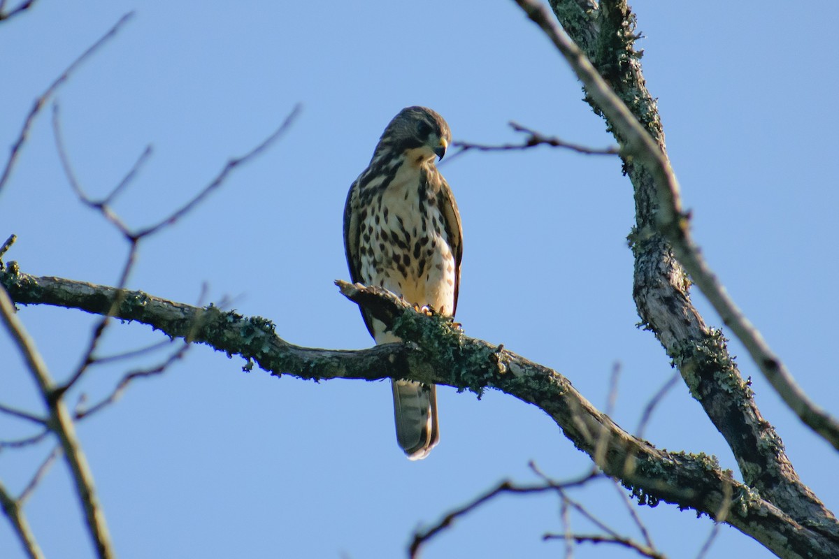 Broad-winged Hawk - ML622095509