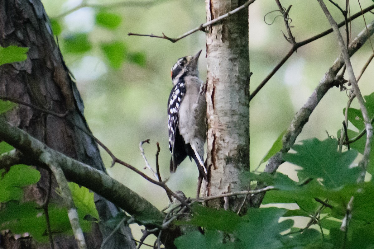 Downy Woodpecker - ML622095517