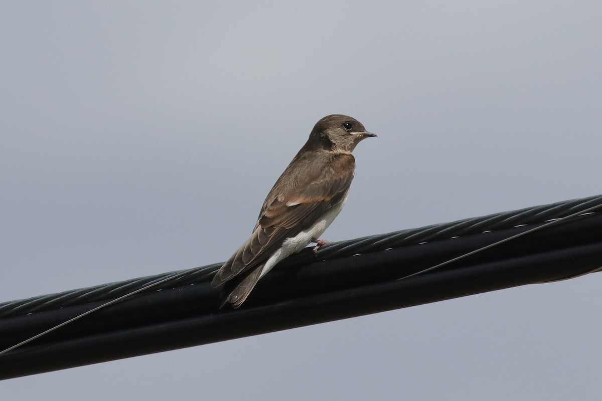 Northern Rough-winged Swallow - ML622095518